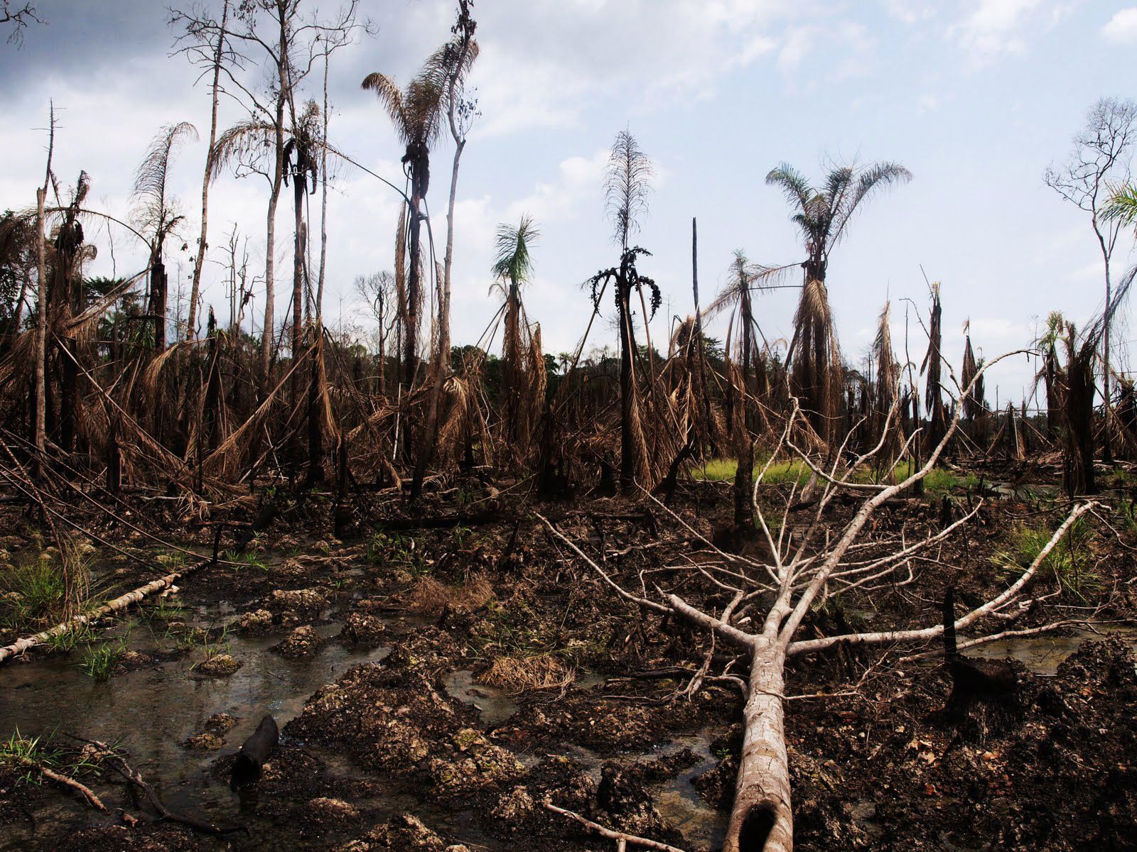 Bathing Our Bodies in Soot: The Crippling Health of the Niger Delta