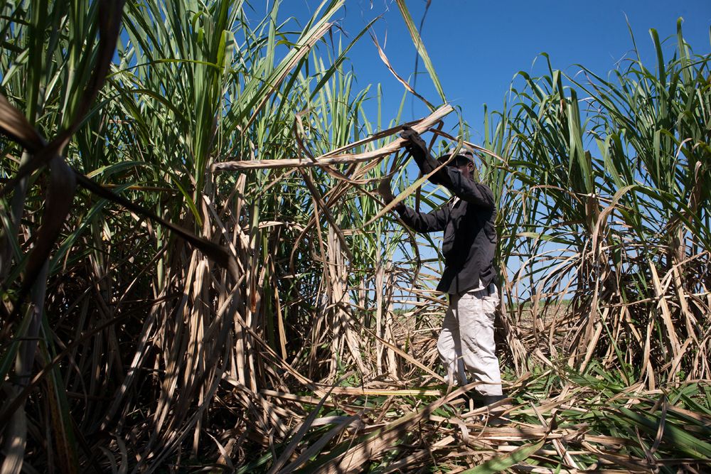 Bitter-Tasting Sugar: the United States, Haiti and Racism in Dominican Bateyes