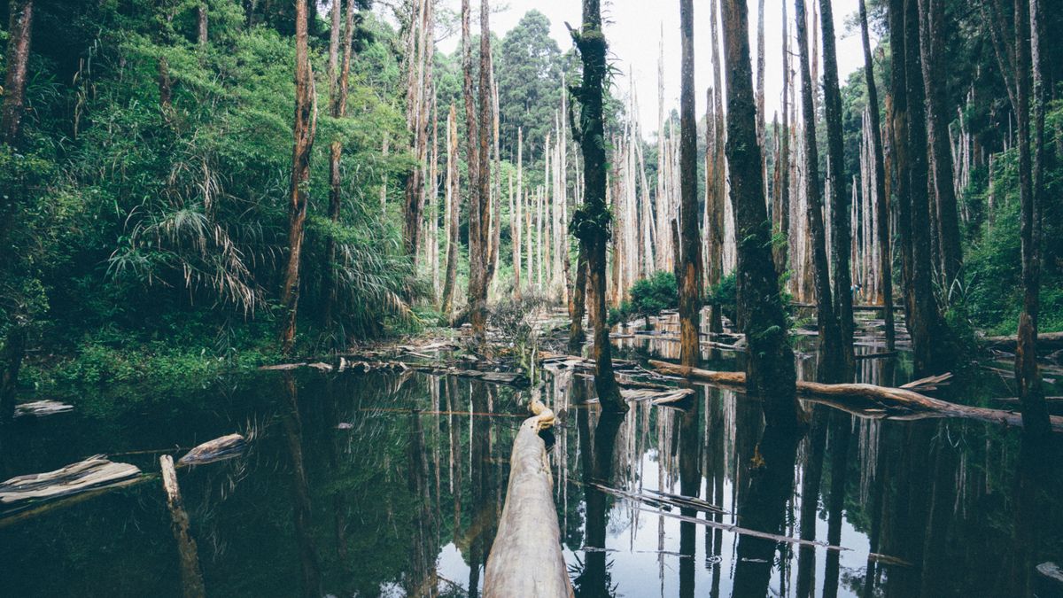 Theft in our Forests: Examining Taiwan’s Silent War