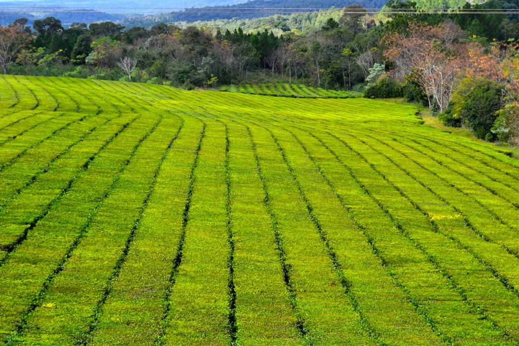 Green Gold: Making Money (and Fighting Deforestation) with Yerba Mate