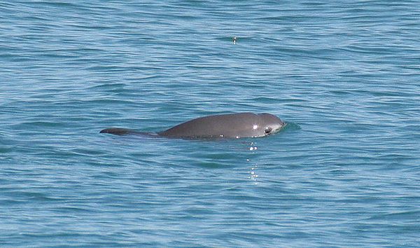 “Save Them All”: The Political and Environmental Implications of Vaquita Extinction